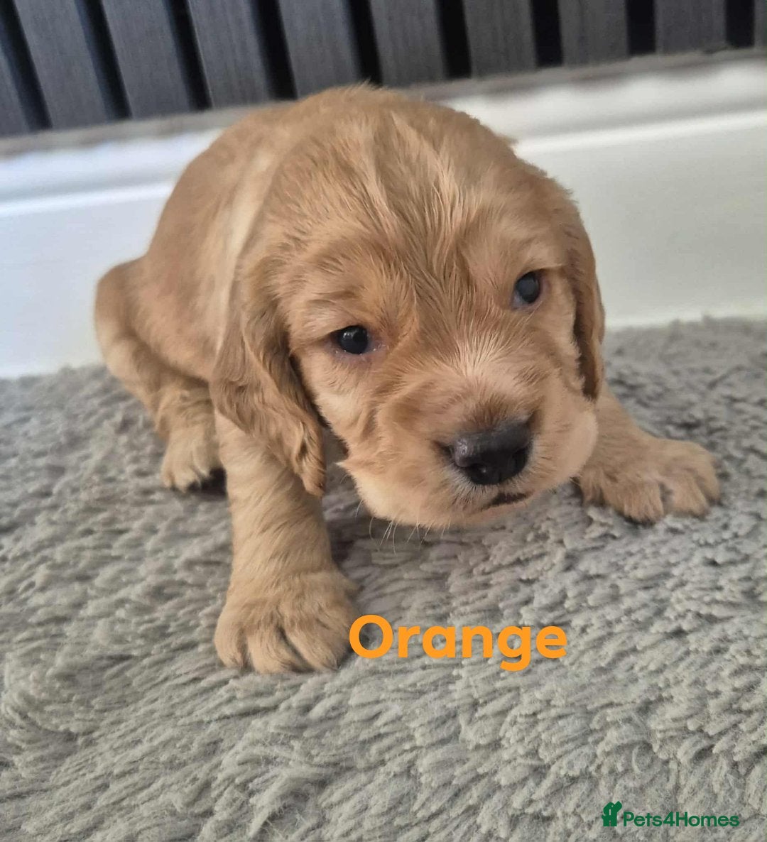 Cocker Spaniel dogs for sale: Working Cocker Spaniel Puppies for Sale - Image 18