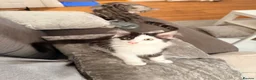 Maine Coon cats for sale: Maine coon - Advert 6