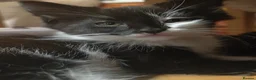 British Longhair cats for sale: Beautiful male kitten - Advert 11