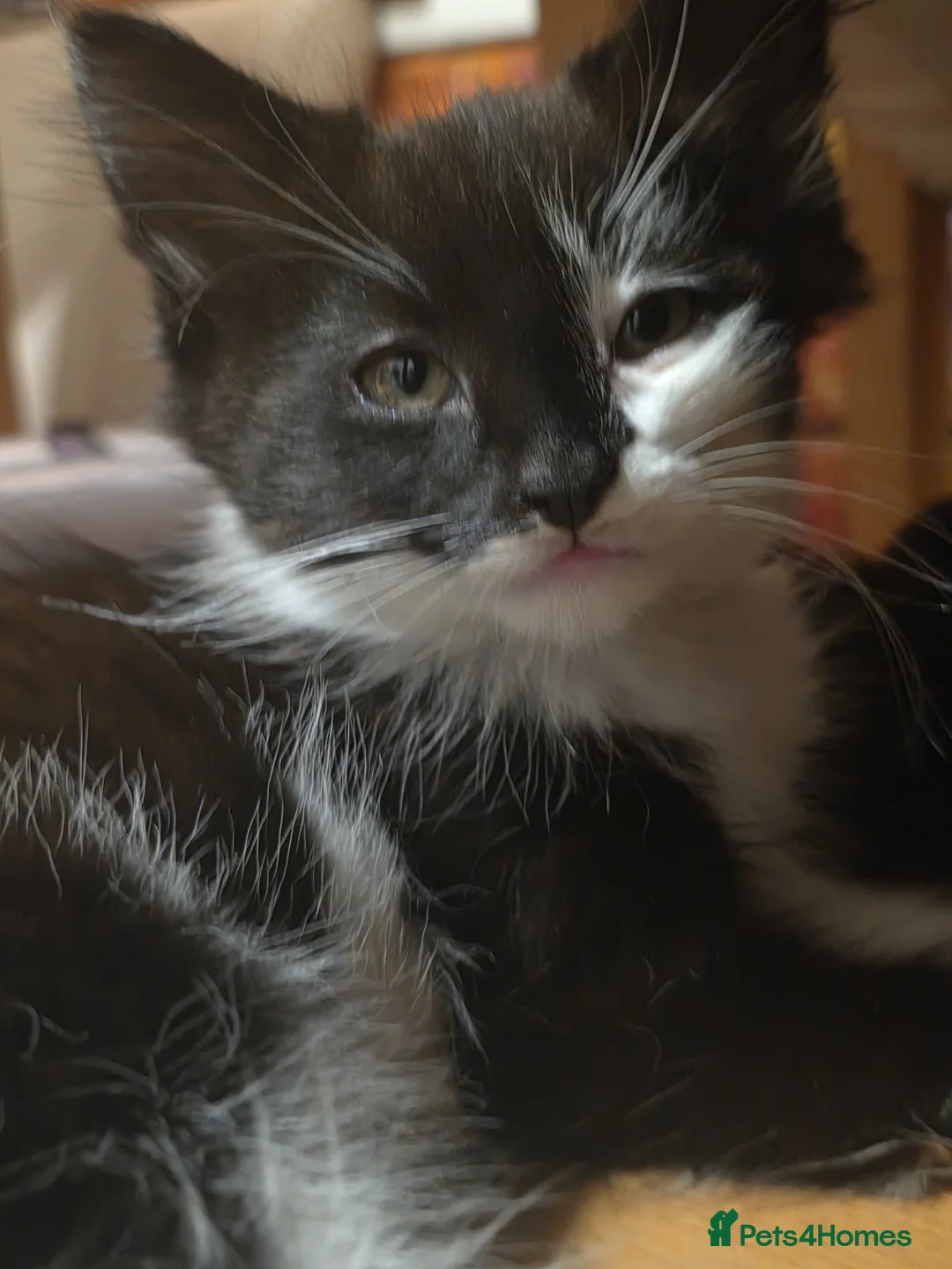 British Longhair cats for sale: Beautiful male kitten - Advert 11