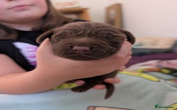 Springador dogs for sale: Beautiful Springador Puppies - Image 2