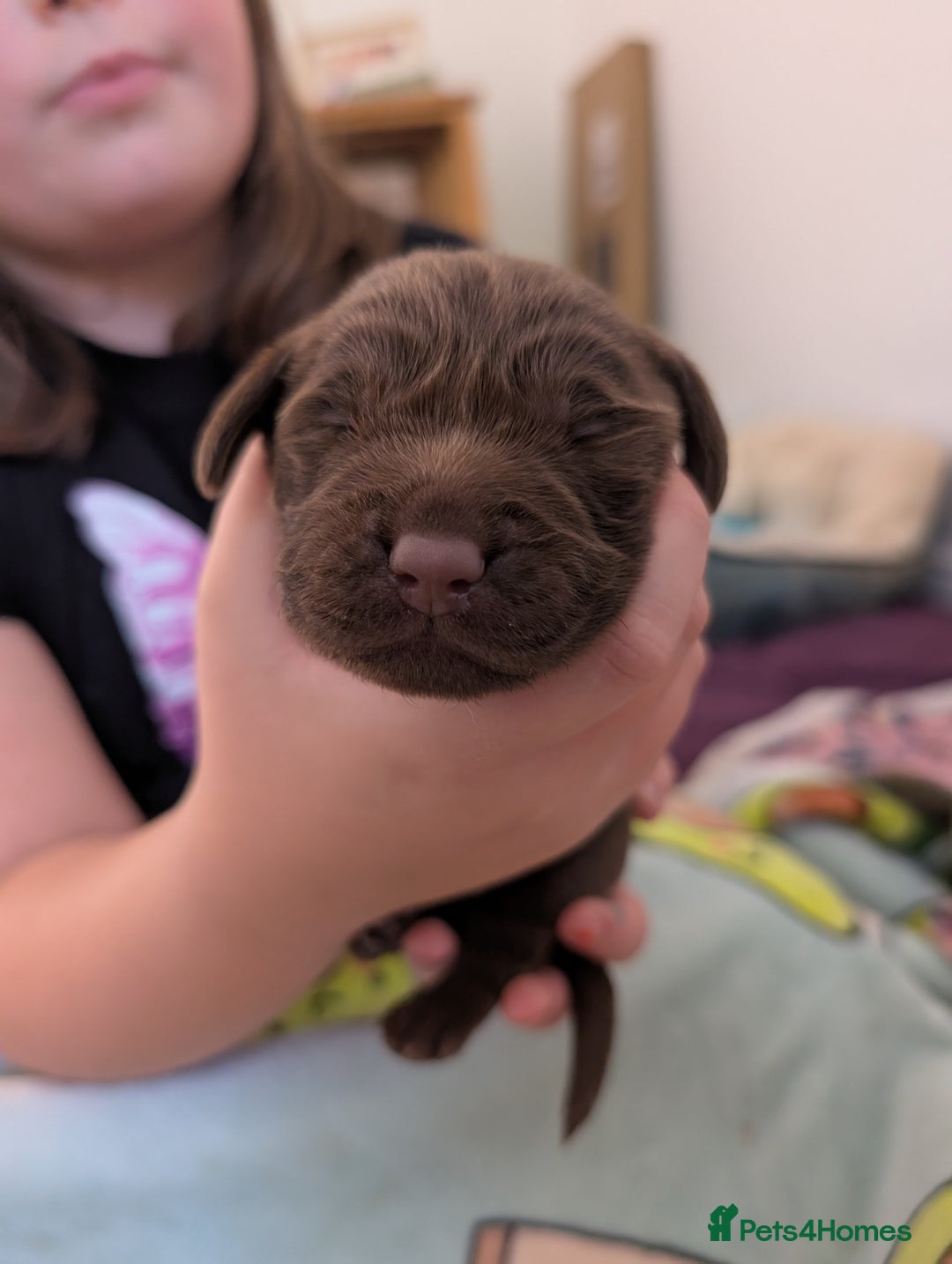 Springador dogs for sale: Beautiful Springador Puppies - Image 2
