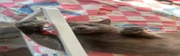Russian Blue cats for sale: Neutered male - Advert 14