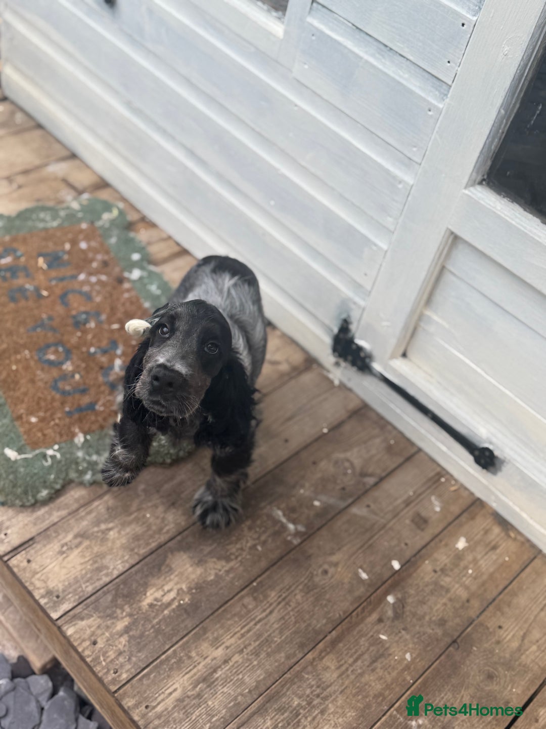 Cocker Spaniel dogs for sale: Blue roan show cocker spaniel  - Image 1