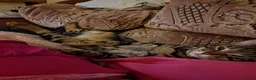 Bengal cats for sale: Beautiful bengal cross girl - Advert 4