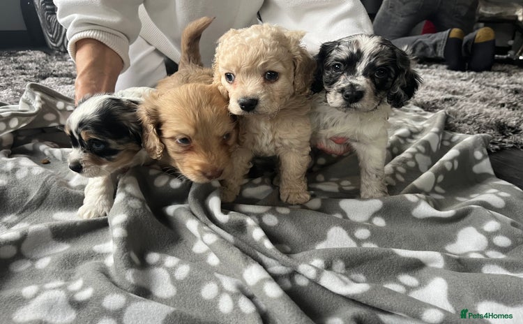 Cockapoo dogs Rare marked  small cockerpoo puppys  - Advert 16