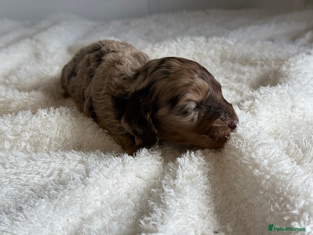 Cockapoo dogs for sale: Choc Merle F1 Cockapoo are back  - Image 4
