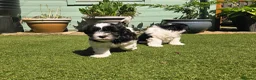 Lhasapoo dogs for sale: Stunning Lhasapoo Puppies. READY NOW! - Advert 18