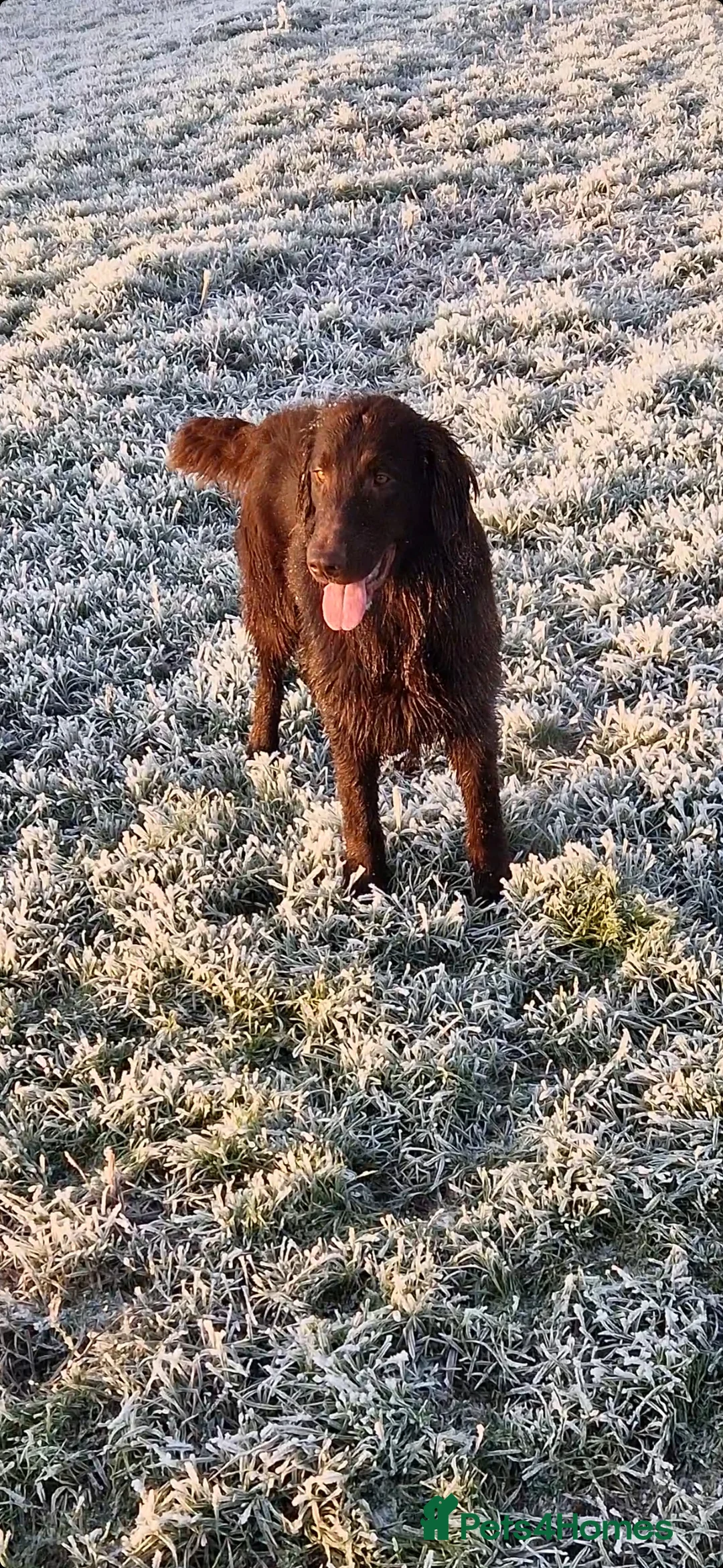Flat coated Retriever dogs for stud: PEDIGREE TO DIE FOR! in Doncaster - Advert 2