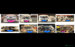 French Bulldog dogs for sale: REDUCED FRENCH BULLDOGS - Advert 5