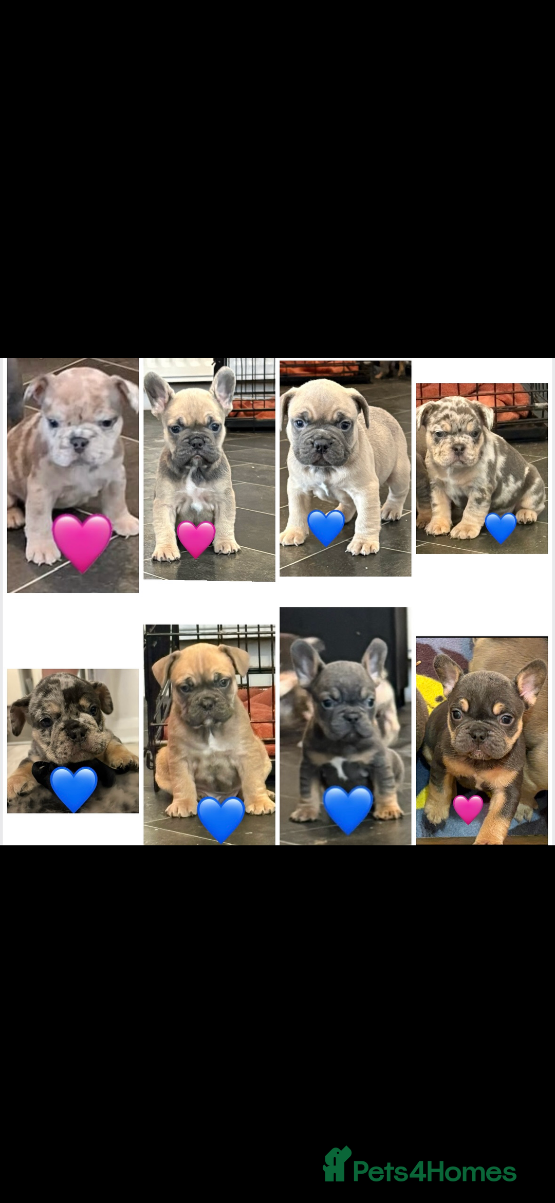 French Bulldog dogs for sale: REDUCED FRENCH BULLDOGS - Advert 5