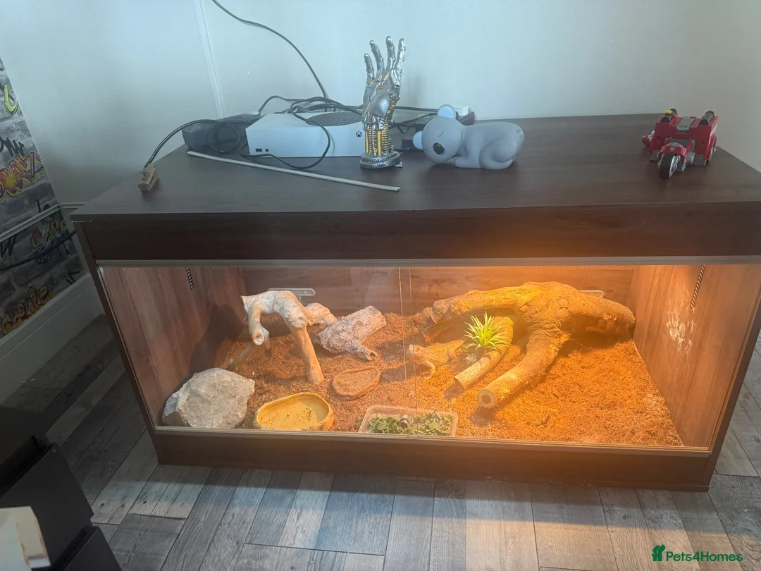 Bearded Dragon reptiles for sale: Male beaded dragon age 2  in Leeds - Advert 5