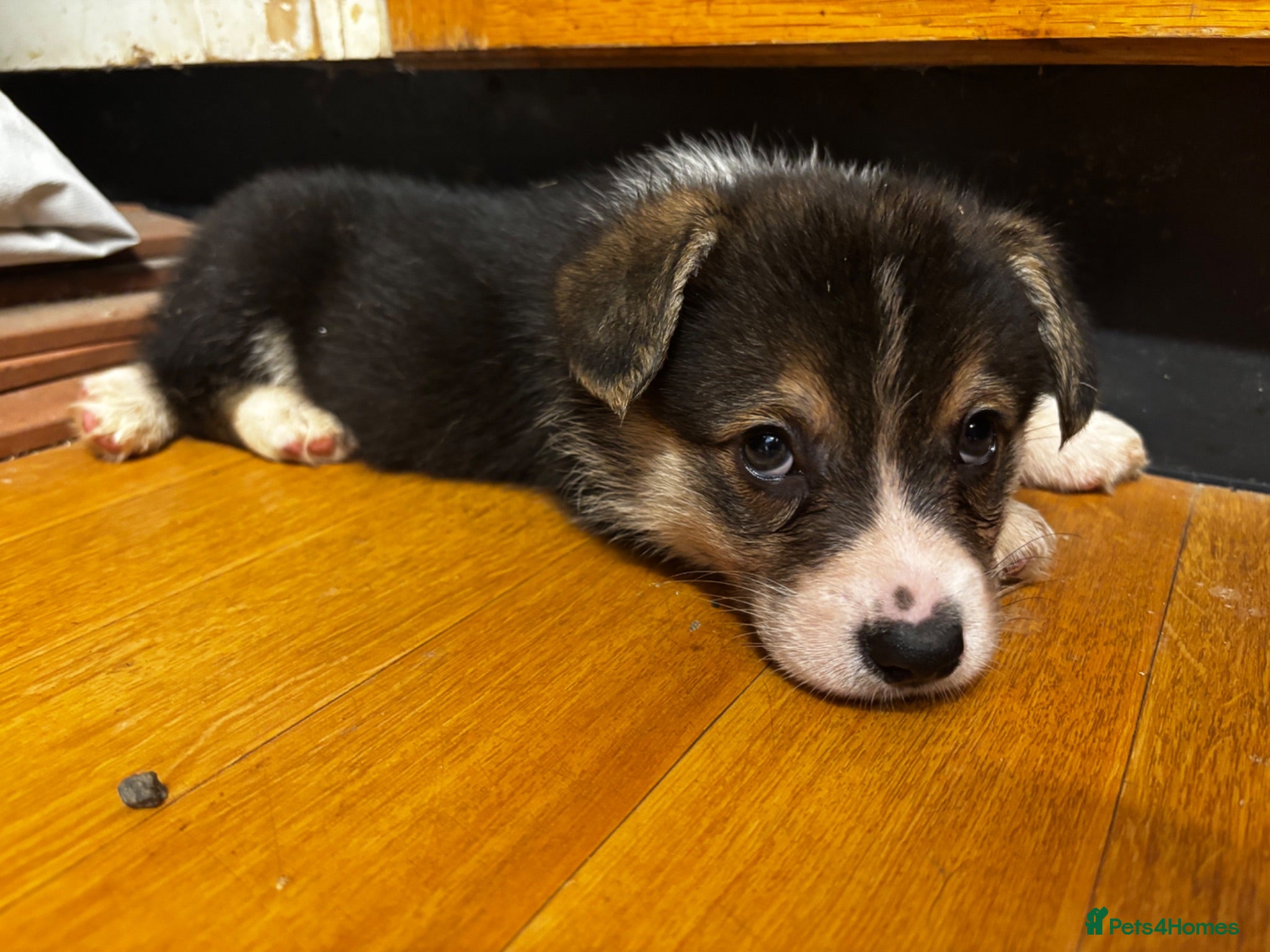 Welsh Corgi Pembroke dogs KC Registered Pembroke Welsh Corgi Puppies - Advert 1