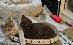 Scottish Fold cats for sale: Cappuccino Scottish fold-Reluctant sale - Advert 4