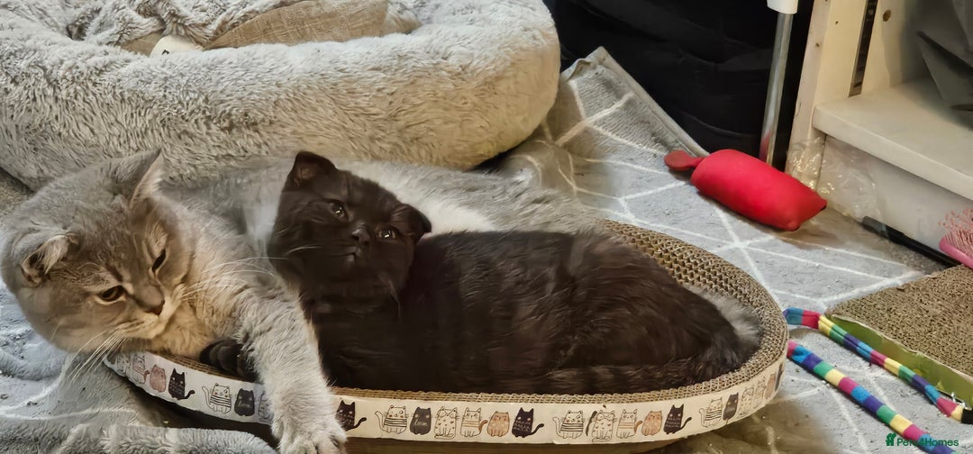 Scottish Fold cats for sale: Cappuccino Scottish fold-Reluctant sale - Advert 4