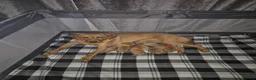Labrador Retriever dogs for sale: 8 Fox Red Labrador Puppies in Glasgow - Advert 1