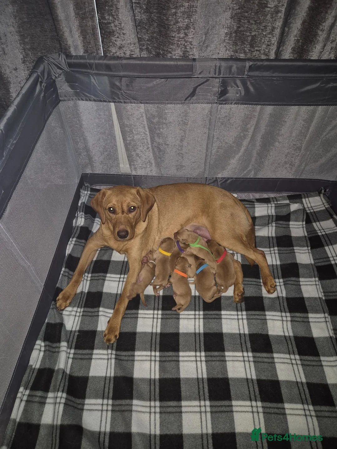 Labrador Retriever dogs for sale: 8 Fox Red Labrador Puppies in Glasgow - Advert 1
