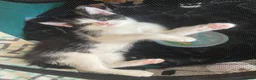 Mixed Breed cats for sale: 7 beautiful kittens  - Advert 11