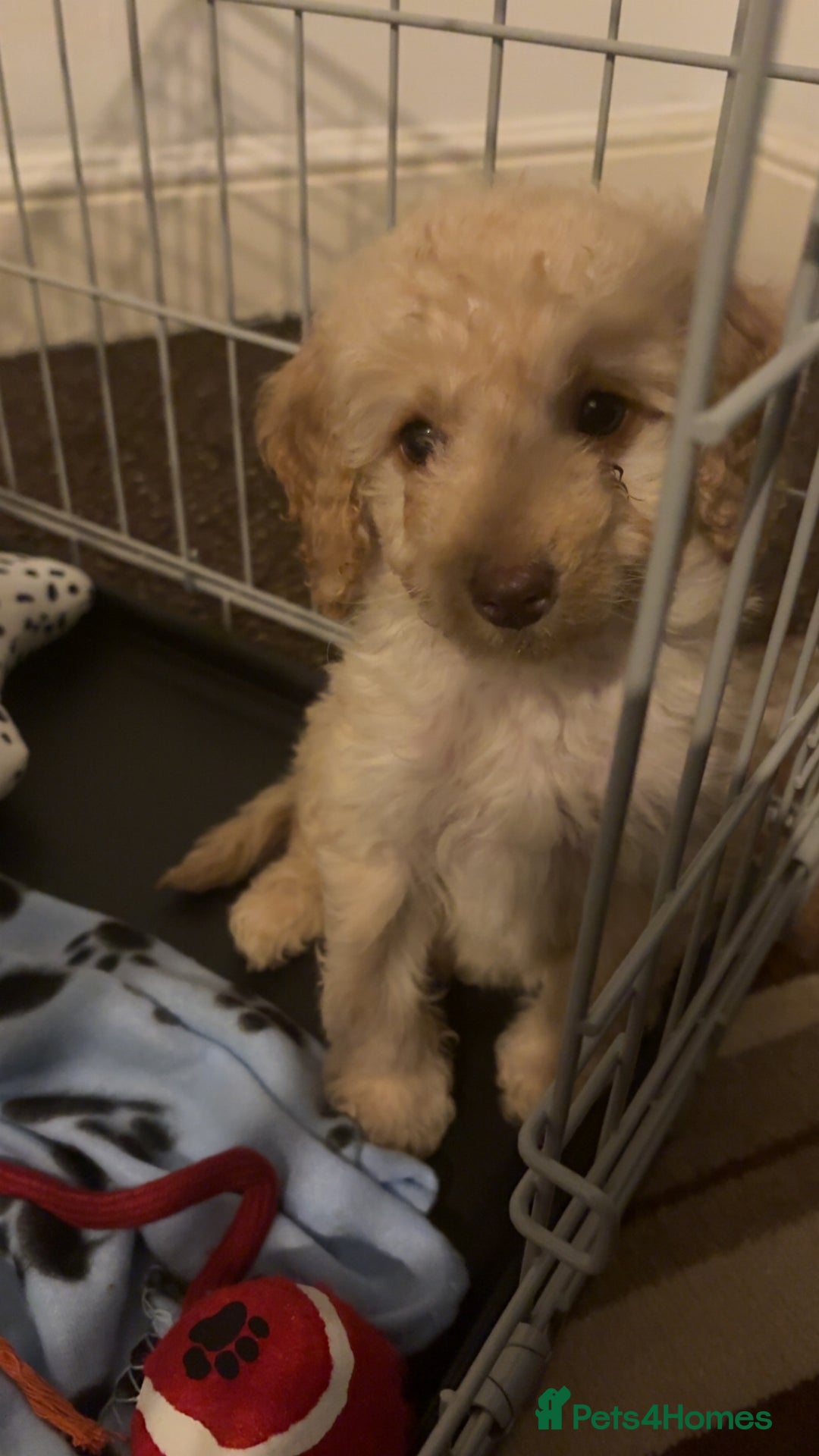 Cockapoo dogs for sale: Cockapoo - Advert 5