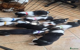 Basset Hound dogs for sale: Beautiful Basset Hound puppies for sale  - Image 18