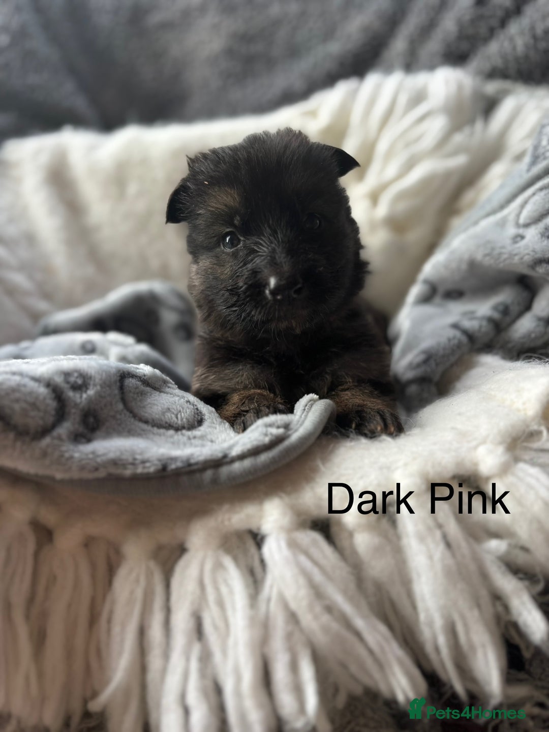 German Shepherd dogs for sale: KC REGISTERED GERMAN SHEPHERD PUPPIES FOR SALE - Image 8