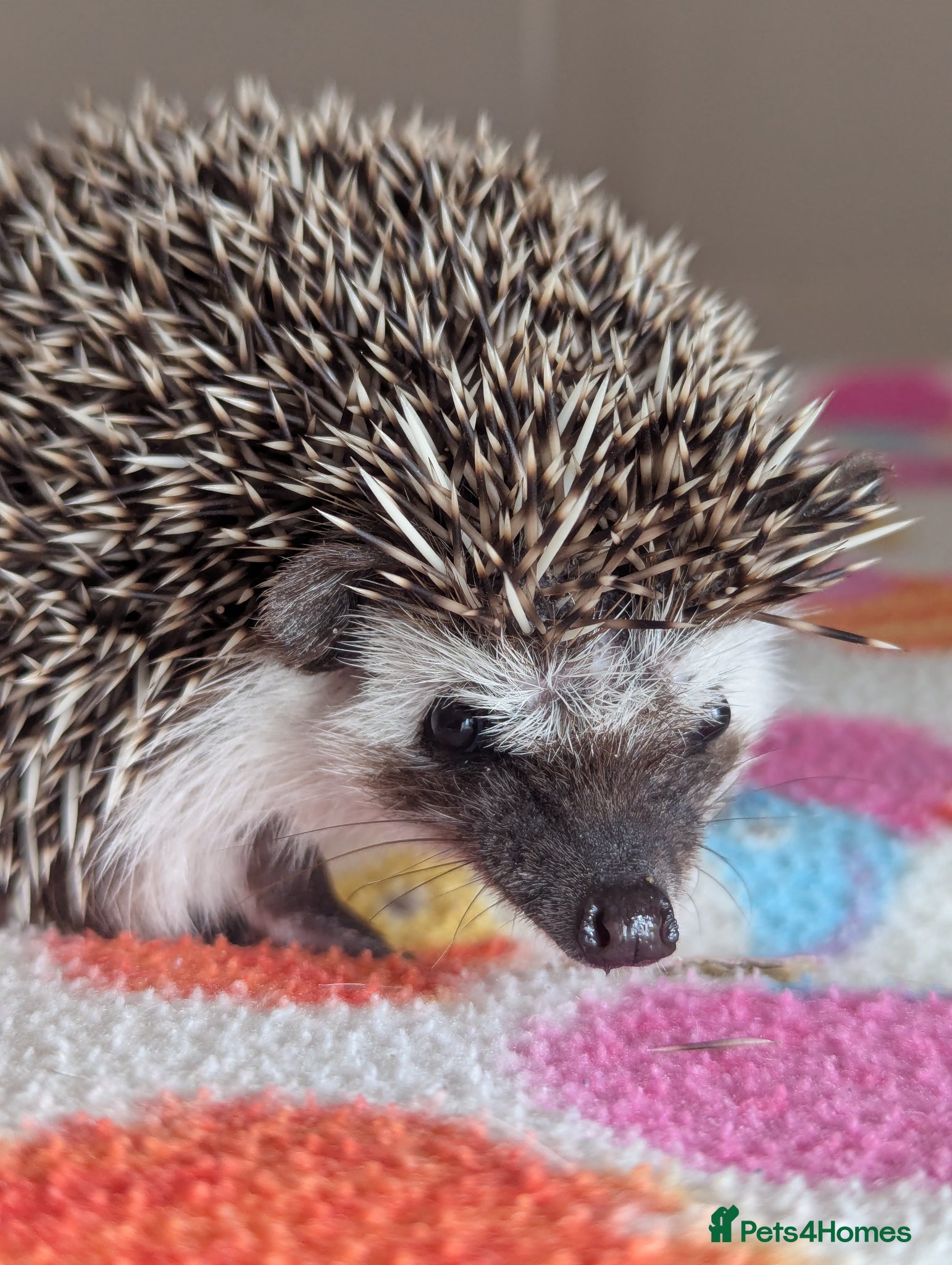 Pygmy Hedgehog rodents Gorgeous Hoglets/ REDUCED PRICES!! - Advert 2