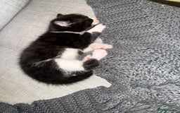 British Shorthair cats for sale: 5 gorgeous kittens - Image 7