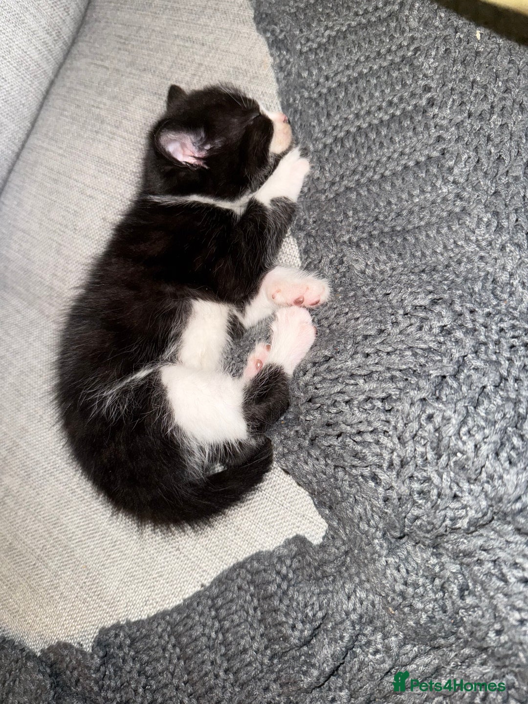 British Shorthair cats for sale: 5 gorgeous kittens - Image 7