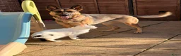German Shepherd dogs for sale: German Shepherd Female, 2 and half years old in Corby - Advert 7