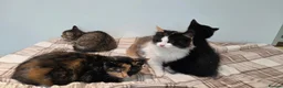 Mixed Breed cats for sale: Kittens For Sale - Advert 8