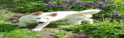 Huskita dogs for sale: Female huskita - Advert 1