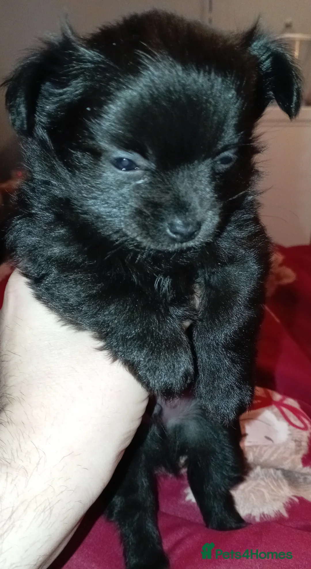 Chihuahua dogs for sale: 2 Black long haired Male chihuahua puppies  - Advert 13
