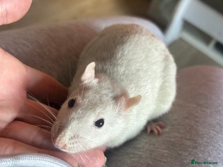 Rat rodents Two lovely girl rats - Advert 14