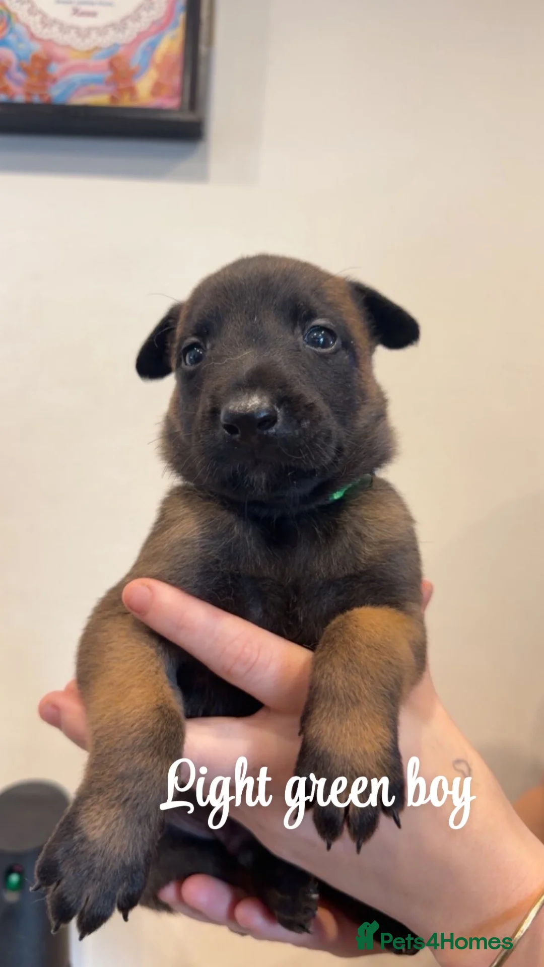 Belgian Shepherd Dog dogs for sale: 🐾❤️ BELGIAN MALINOIS PUPPIES FOR SALE ❤️🐾 in Nottingham - Advert 2