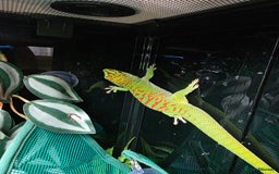 Gecko reptiles for sale: Madagascar Giant Day Gecko high red for sale - Image 2