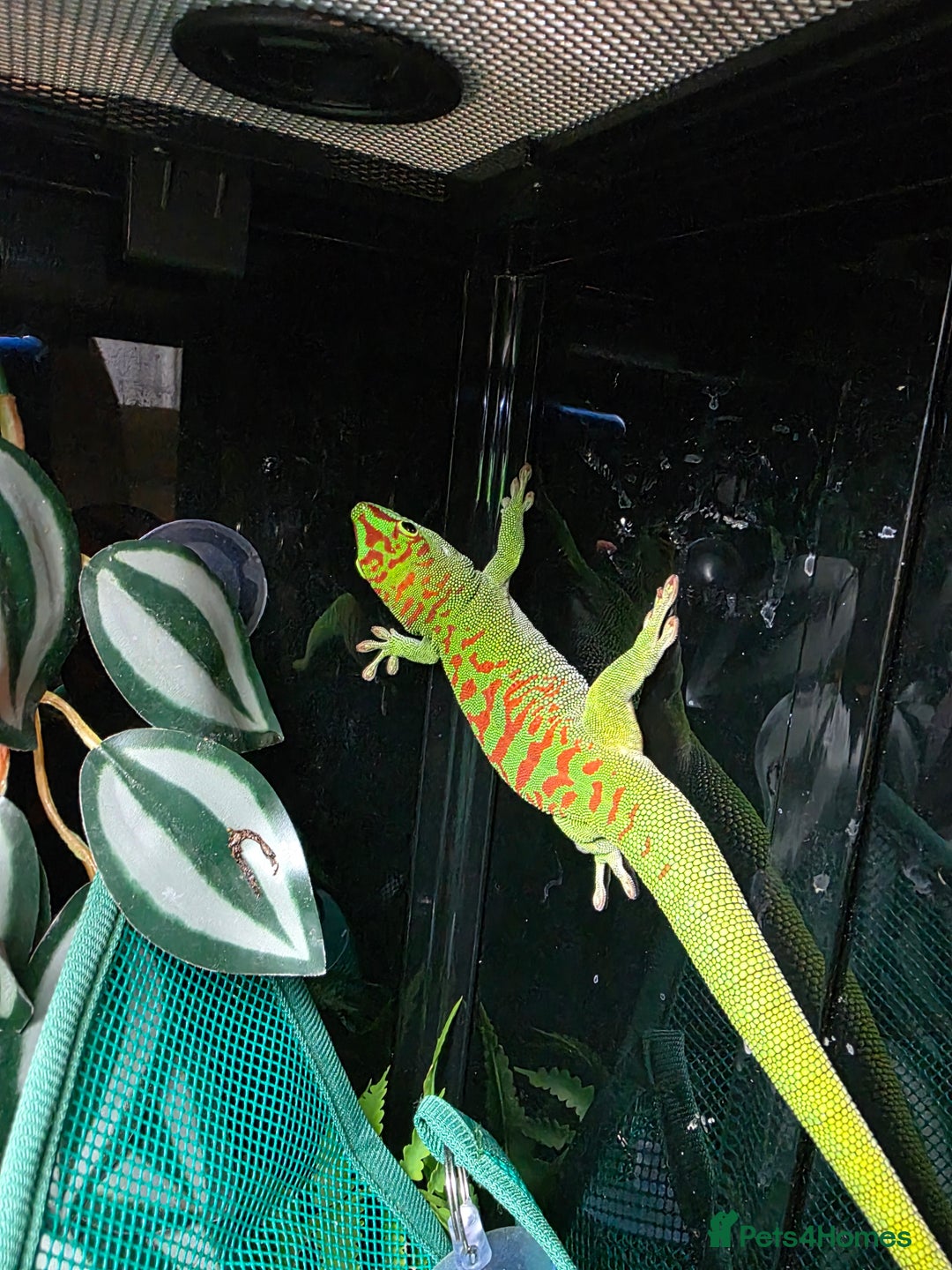 Gecko reptiles for sale: Madagascar Giant Day Gecko high red for sale - Image 2