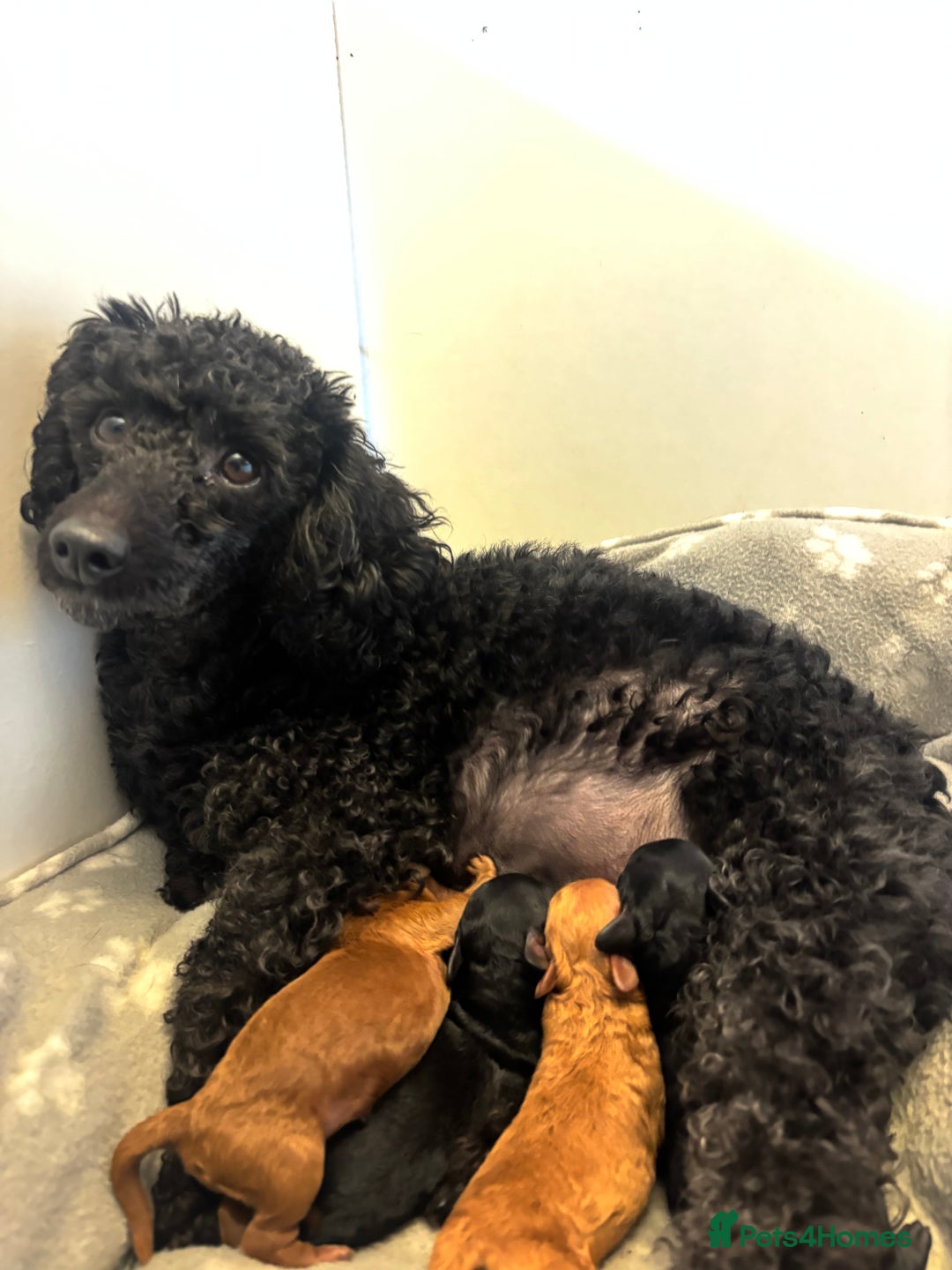 Toy Poodle dogs for sale: Kc Registered Toy Poodle Pups 🐾 - Advert 2