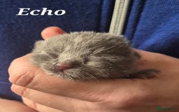 British Shorthair cats for sale: **Stunning TICA Registered Kittens** - Image 2