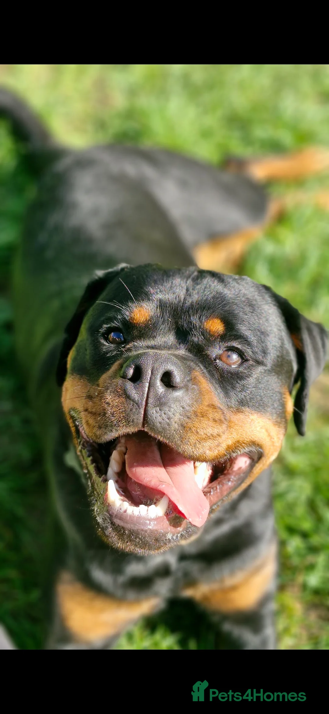 Rottweiler dogs for sale: Roxy the lovable Rottie  - Advert 7
