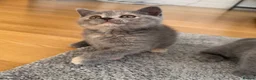 British Shorthair cats for sale: British Shorthair Kittens – Ready Now 🐾 - Advert 4