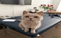 British Shorthair cats for sale: Beautiful British Shorthair Girl 2 Years Old - Image 4