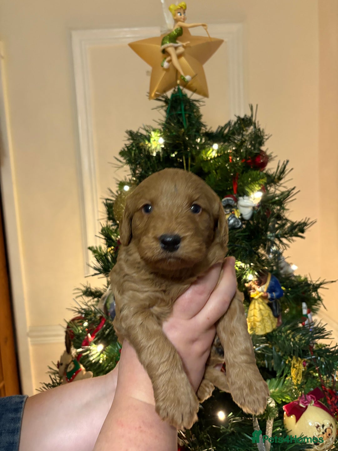 Labradoodle dogs for sale: **1 girl left** Beautiful F1 Labradoodles - Advert 17