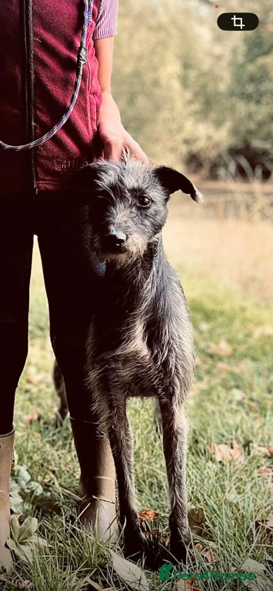 Bedlington Terrier dogs for sale: Bedlington Whippet Puppies - Advert 1