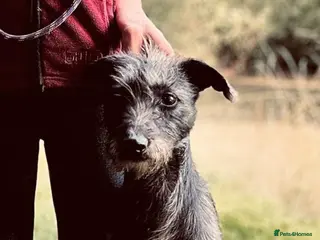 Bedlington Terrier dogs Bedlington Whippet Puppies - Advert 15