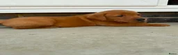 Labrador Retriever dogs for sale: Beautiful KC registered dark red Labrador puppies in York - Advert 18