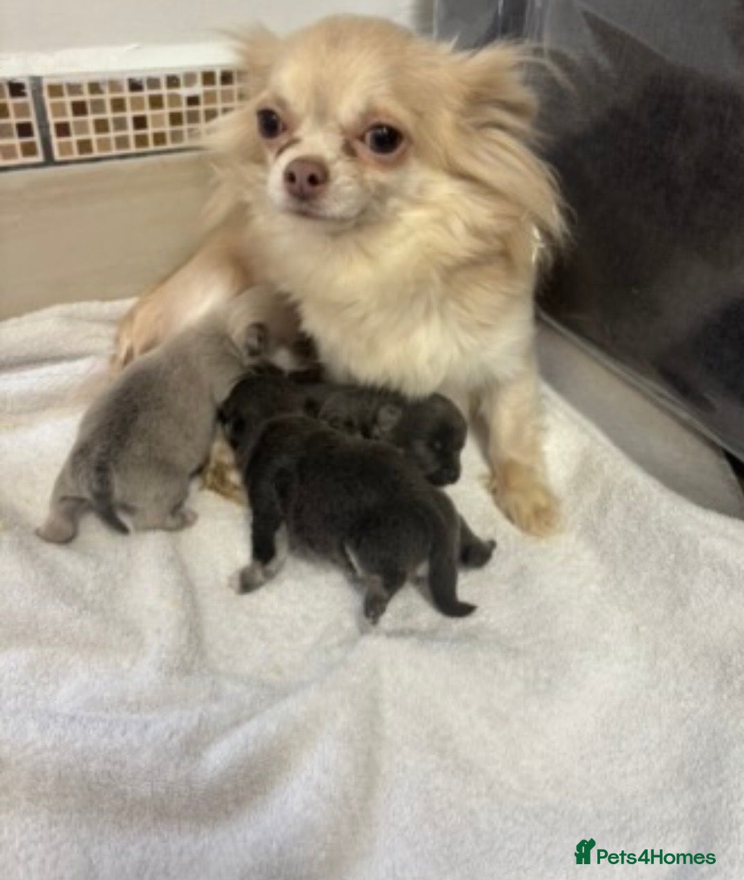 Chihuahua dogs Teacup Chihuahua - Advert 2