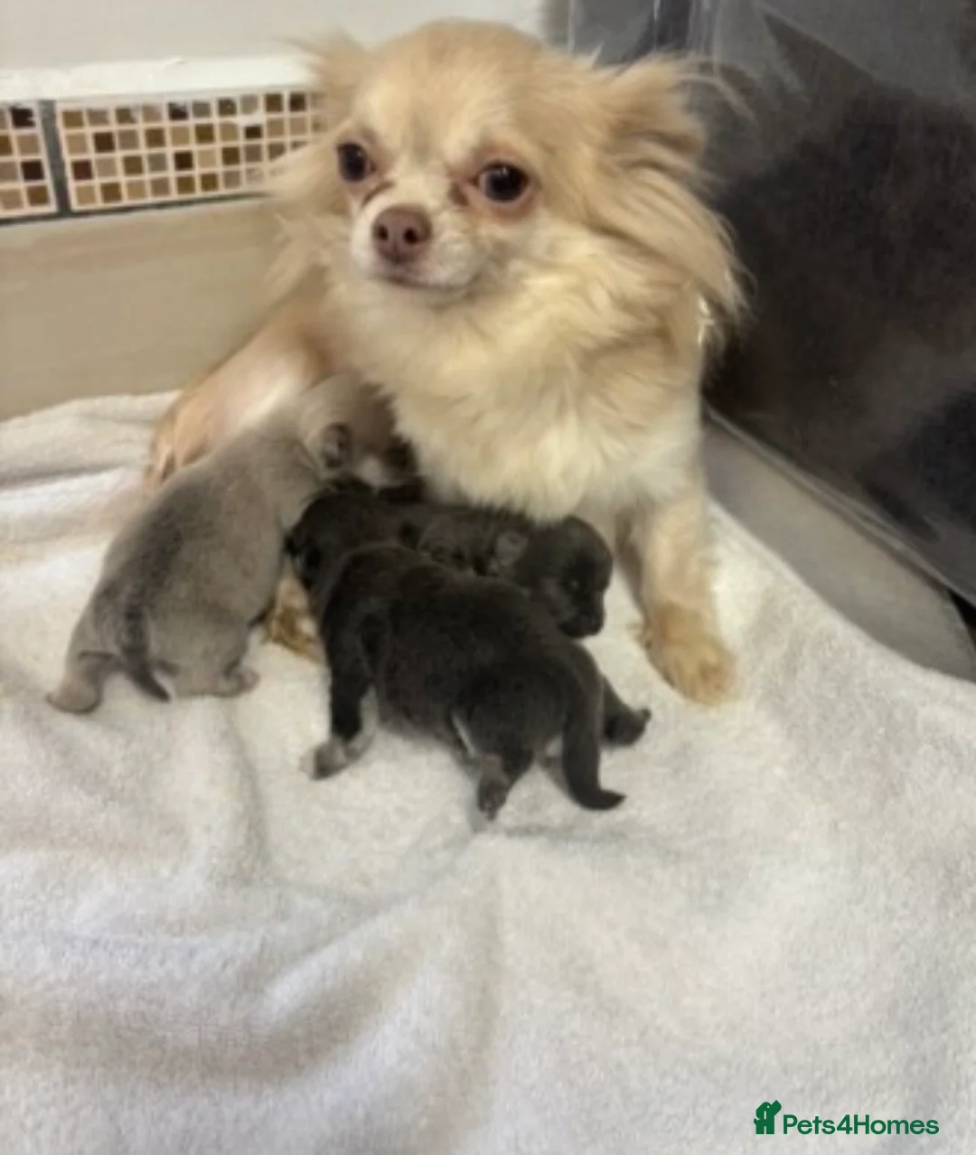 Chihuahua dogs for sale:  **  Chihuahua in Halstead - Advert 1