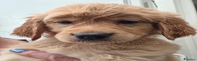 Golden Retriever Puppy 6