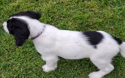 English Springer Spaniel dogs for sale: Cracking ESS Dog Pups Available  in South Molton - Image 9