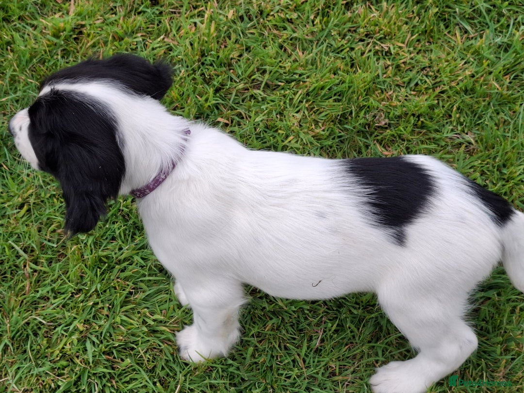 English Springer Spaniel dogs for sale: Cracking ESS Dog Pups Available  in South Molton - Image 9
